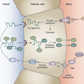 Effects Of Amiodarone Therapy On Thyroid Function