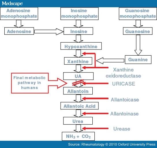 Uric Acid and Evolution