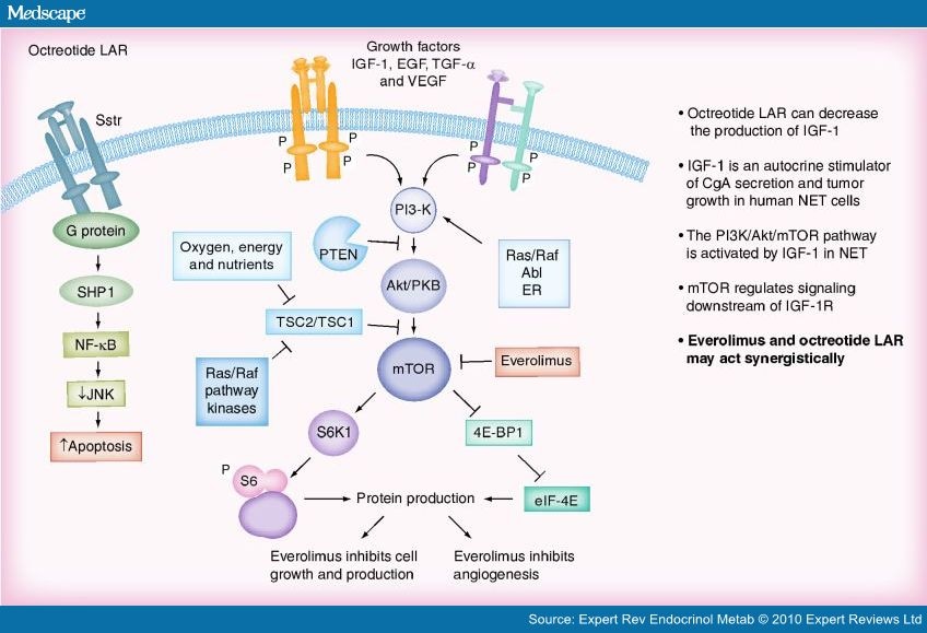 Management of Neuroendocrine Tumors Current and Future