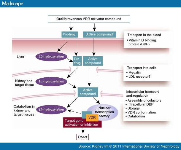 New Vitamin D Analogs and Changing Therapeutic Paradigms