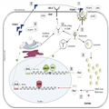 Familial Hypercholesterolemia: The Lipids Or The Genes?