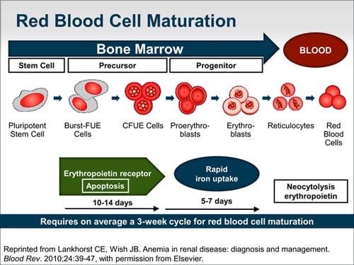 The Role Of Erythropoiesis-Stimulating Agents In ESRD: Stimulating Red ...