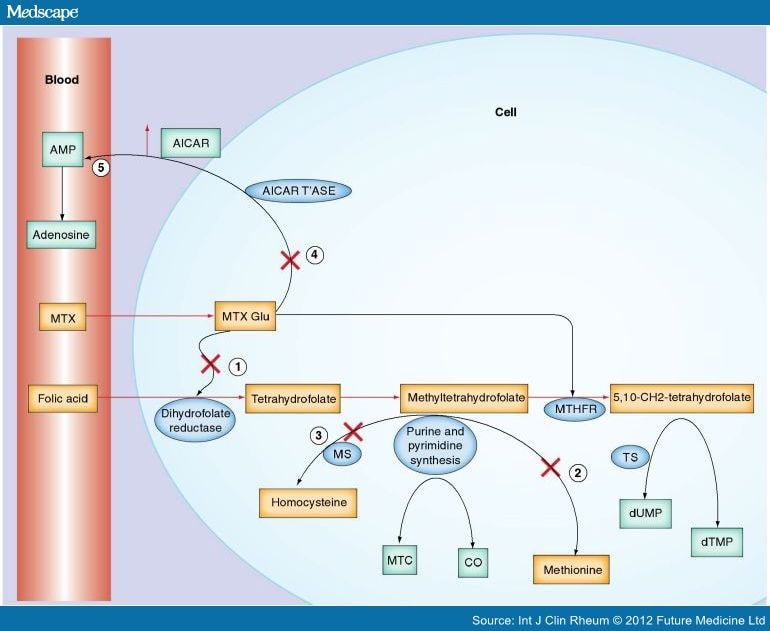 methotrexate for arthritis dose