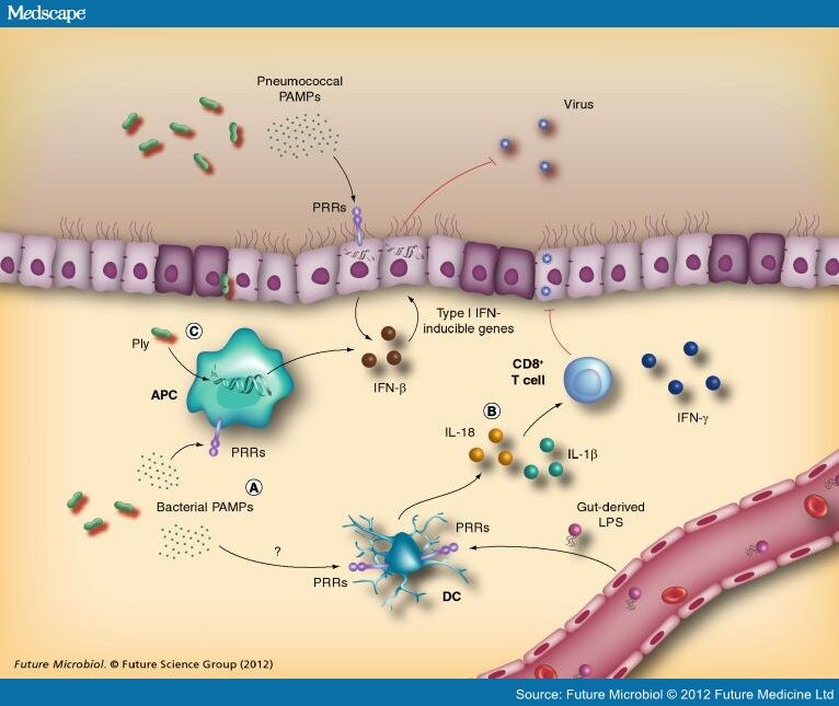 Interactions Between S. Pneumoniae And Influenza Virus