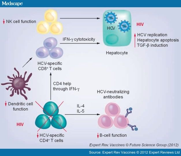 HCV Vaccine Development In HIV-HCV Coinfection