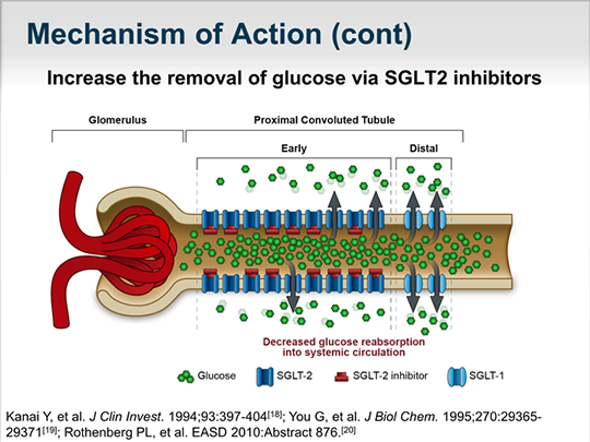 The Kidney And Glucose Homeostasis: Why Target SGLT2 In Diabetes ...