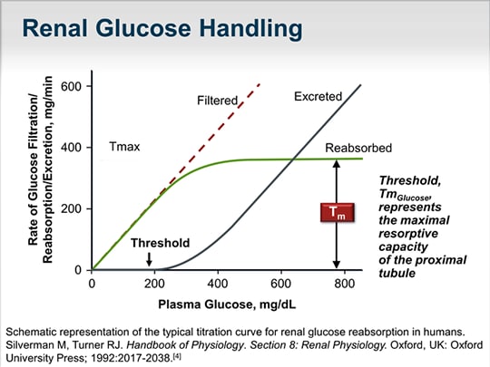 The Kidney And Glucose Homeostasis: Why Target SGLT2 In Diabetes ...