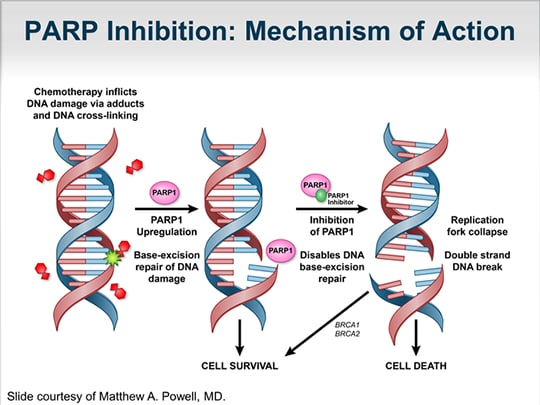 Perspectives On PARP Inhibitors In Ovarian Cancer: Has The Time Come ...