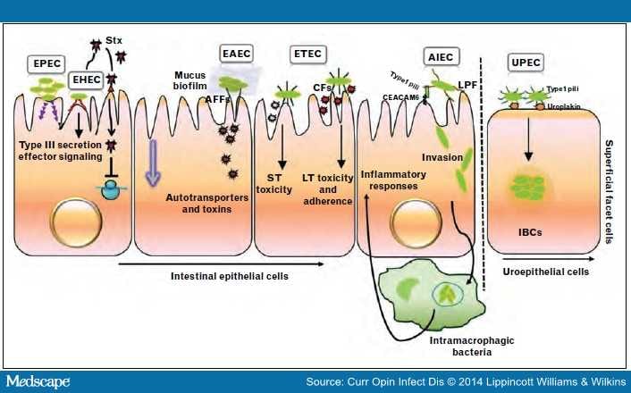 Adherence And Invasion Of Pathogenic Escherichia Coli