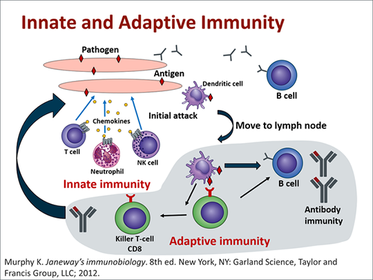 Immunotherapy: T-Cell Engaging Antibodies And Immune Checkpoint Blockade