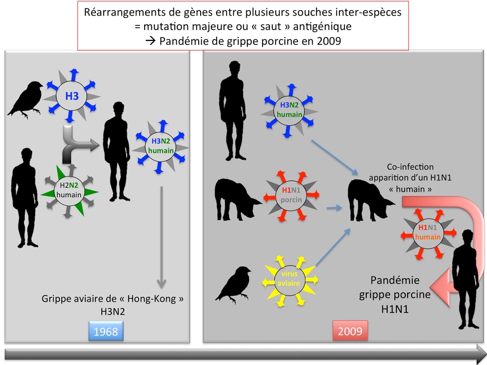 Grippes aviaires et porcines faut il craindre une pandémie