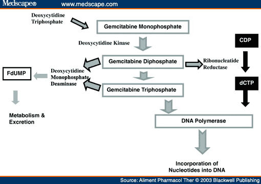 Xeloda Chemotherapy Pancreatic Cancer