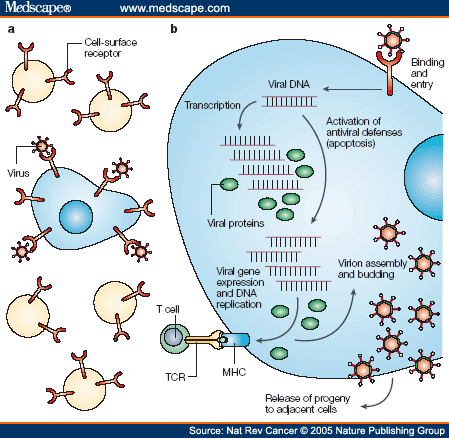 Progress In The Battle Between Oncolytic Viruses And Tumours