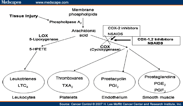 Cyclooxygenase Pathway Of Arachidonate Metabolic Diet