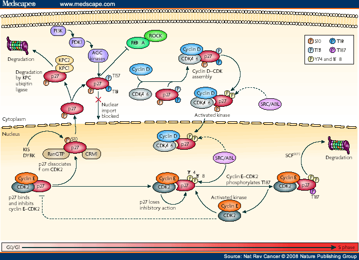 The Cdk Inhibitor p27 in Human Cancer Biology Diagrams