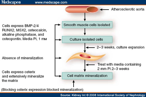 Ivermectin dog injection