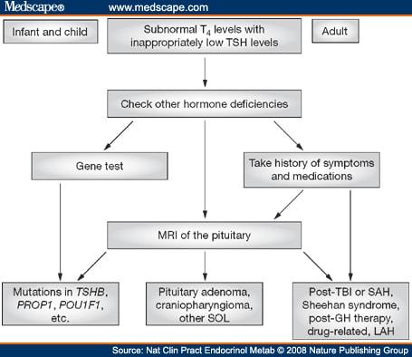 Mechanisms Related To Central Hypothyroidism Pathophysiology And Management