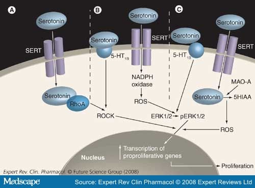 serotonin transporter