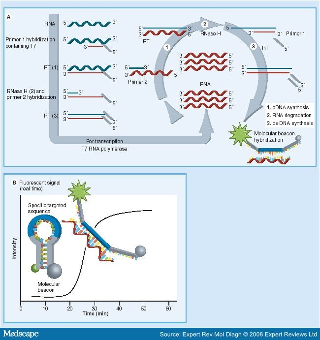 Human Papillomavirus E6 E7 Mrna Testing Predictive Marker Cervical Cancer