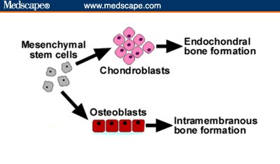 New Bone Graft Techniques and Applications in the Spine lamellar bone diagram 