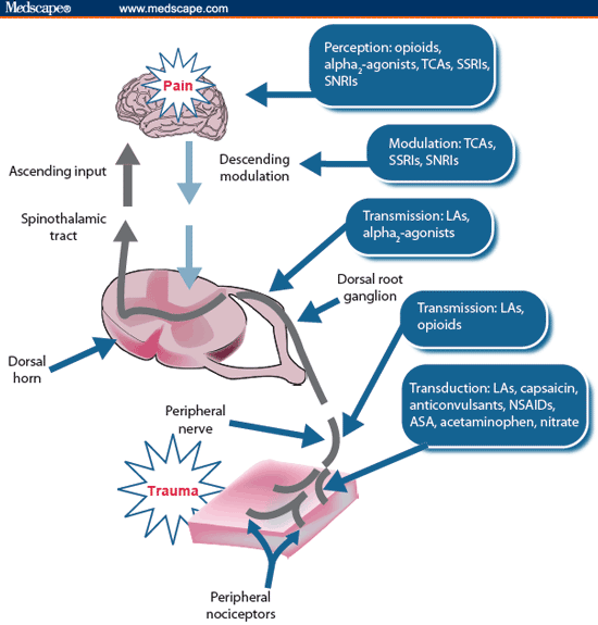 is tramadol an opiate analgesic trees