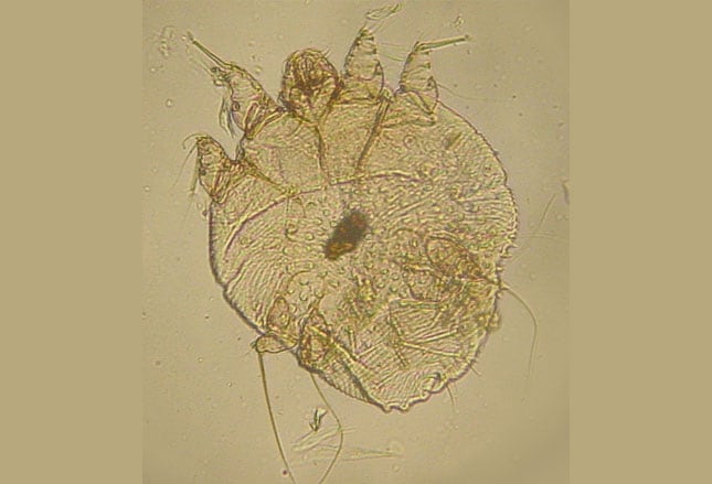 The Verge Review of Animals: The face mite - The Verge