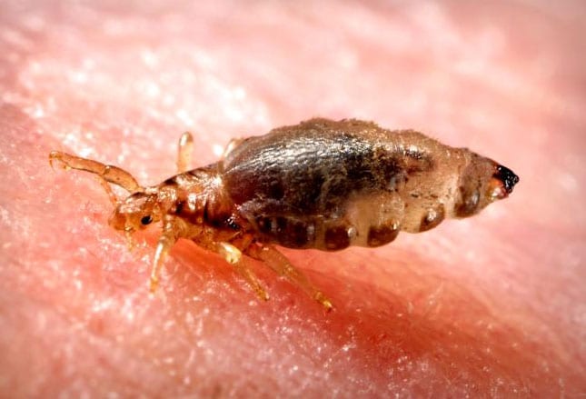 What Is Causing The Bed Bug Epidemic What Is Causing The Bed Bug Epidemic