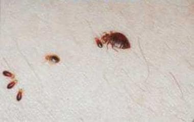 Bedbugs feeding on a human host. Courtesy of Colon