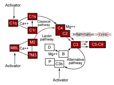 Activation of the complement pathways. 