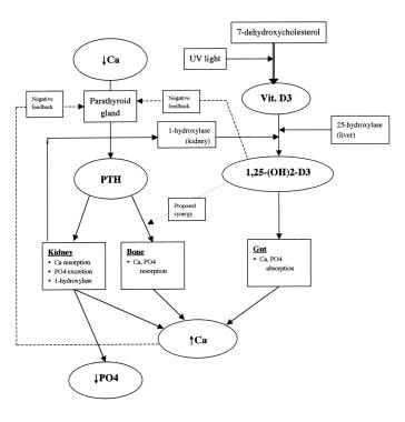 Schematic diagram of calcium homeostasis. 