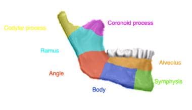 The anatomic regions of the mandible. 