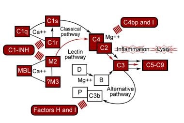 Control proteins of the complement pathways. 