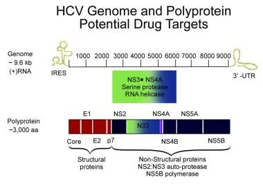 Hepatitis C viral genome. Courtesy of Hepatitis Re
