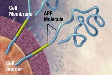 APP is associated with the cell membrane, the thin