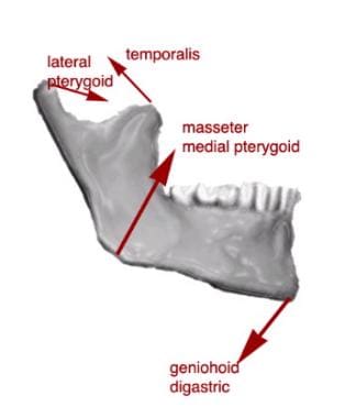 The muscular forces acting upon the mandible. 