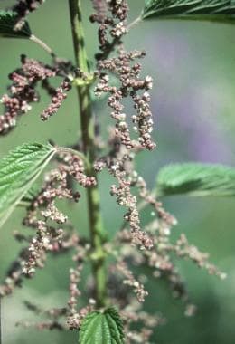 Urtica dioica, the common stinging nettle. 