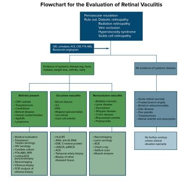 Flowchart for the evaluation of retinal vasculitis