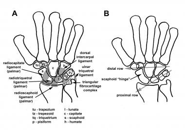 A is the anatomy of the carpus and palmar ligament