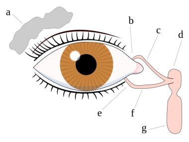 Eye tear system anatomy: a. tear gland / lacrimal 