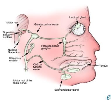 The facial nerve. 