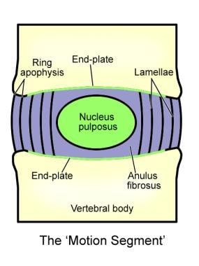 A sagittal view of the intervertebral motion segme