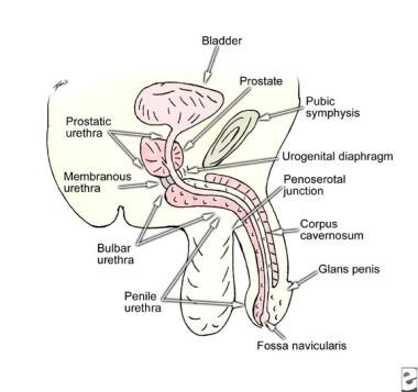 Male urethral anatomy from most proximal to distal