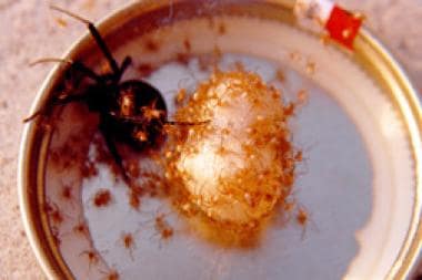 Black widow spider (Latrodectus mactans) and offsp