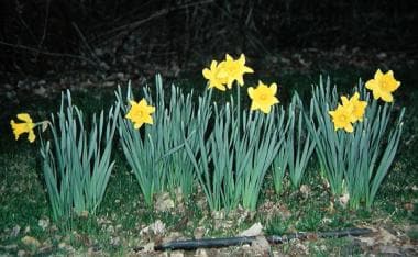 Daffodils, Narcissus pseudonarcissus, are also kno