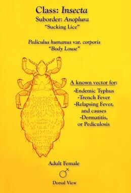 Dorsal view of female body louse, Pediculus humanu