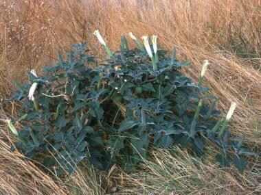 Datura stramonium (jimson weed). Note 4-5 inch lon