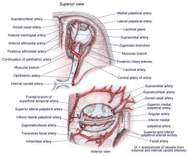 Anatomy of arterial supply, orbit. 