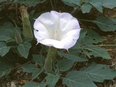 Datura stramonium flower. Note the trumpetlike sha