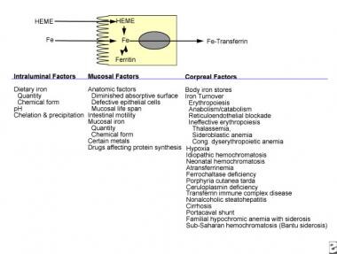 Dietary iron contains both heme and nonheme iron. 