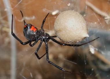 Female black widow spider guarding an egg case; sp
